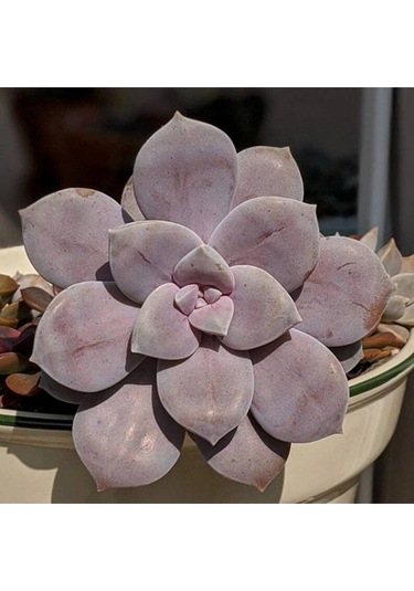10 Adet Graptopetalum Pentandrum Succulent Tohumu