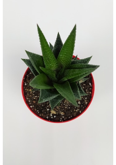 Haworthia Limifolia Sukulent 8.5 Cm Kırmızı Saksıda Büyük Boy