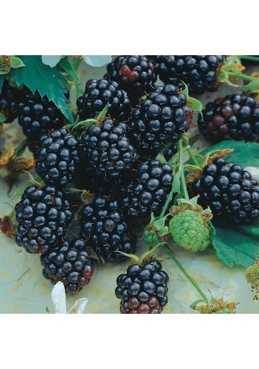 Triple Crown Dikensiz Böğürtlen Fidanı Yaş 2 Boy 150-200cm