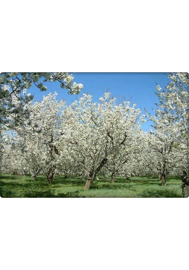 Çinko Ve Fosfor Gübresi 3-15-0+6Zn (Elfer Znp)1 L