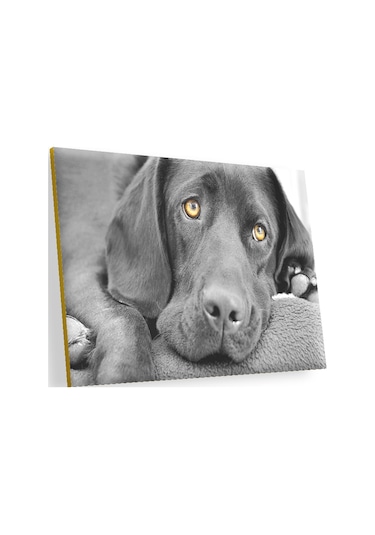 Cakasepetim Kara Labrador, Üzgün Köpek Ahşap Mdf Tablo