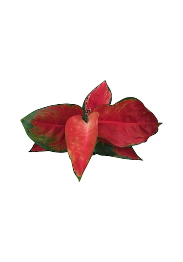 Aglaonema ‘red Zircon’ 3009