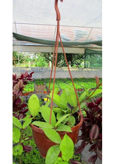 Mum Çiçeği Askılı Saksıda 2 Adet - Hoya Carnosa