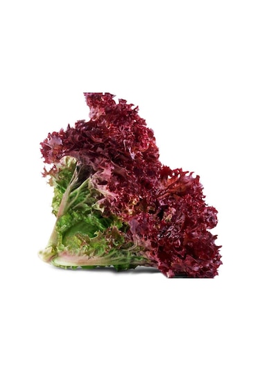 AGRodal Tarım Ata Tohumu Yerli Kırmızı Marul 1000 Adet Tohum