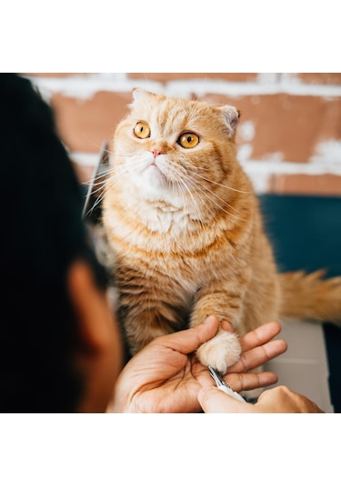 Happy Toozey Ht04 Paslanmaz Çelik Kedi Köpek Tırnak Makası