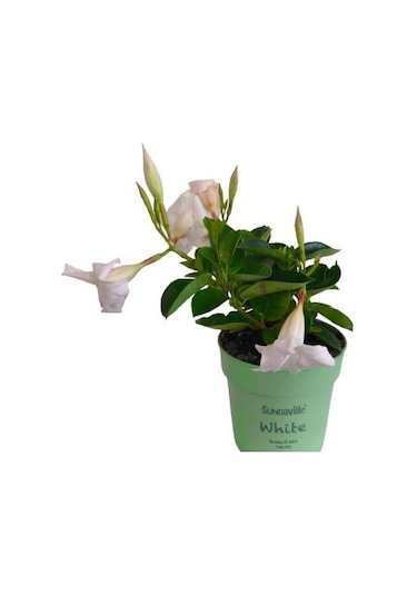 Mandavilla / Sandavilla Çiçeği Beyaz Renk
