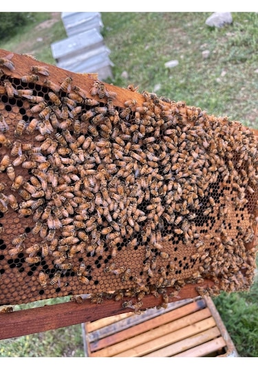 Tanbal Yüksek Yayla Petekli Siyah Bal 3100 G