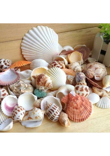 Dofolink 100g Doğal Deniz Kabukları - Akvaryum, Bahçe, Foto Çerçevesi Ve Su Flakonları İçin Dekoratif Dıy Malzeme 30-35 Adet