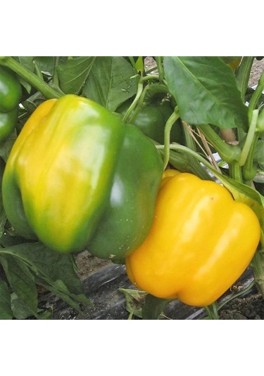 5 Adet Sarı Dolma Biber Fidesi