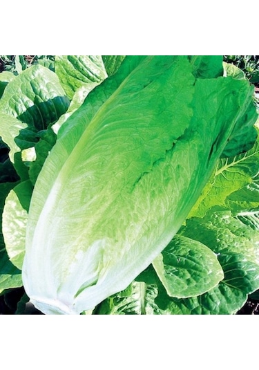 Yerli Yedikule Marul Tohumu 10 GR Ort 7500 Ad Tohum N115094
