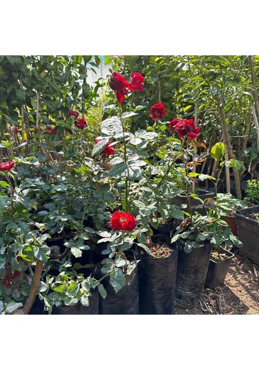 Tüplü Ve Aşılı Kırmızı Gül Fidanı Kökü 3 Yaş