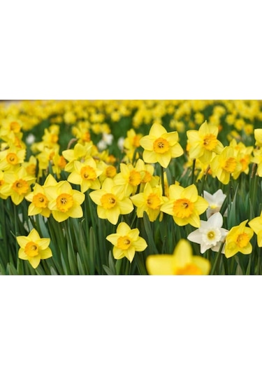 Sarı Renkli Nergis Çiçeği Soğanı 5 Adet