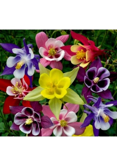 Simagro Tohum Yer Küpelisi 50 Adet Tohum