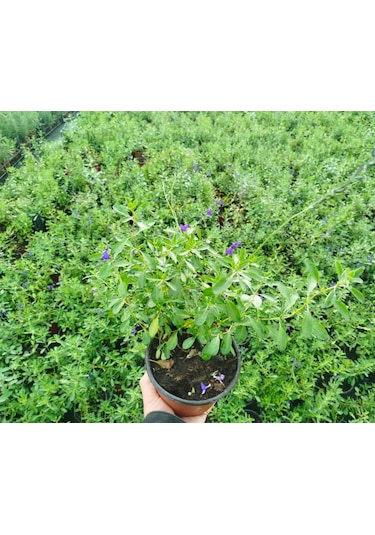 Mavi Süs Adaçayı 3 Adet - Salvia Microphylla Blue Monrovia