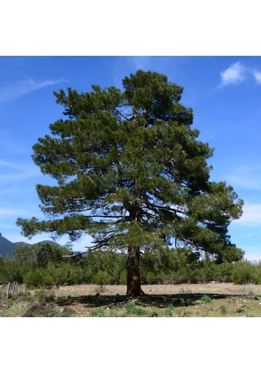 Tüplü Kızıl Çam pinus Brutia Fidanı