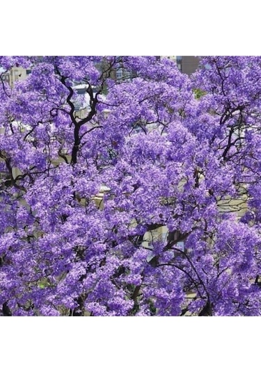 50 Adet Tohum Nadir Bulunan Çin Dev Pavlonya Ağaç Tohumu Hediye Tohumlu