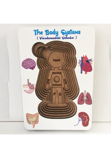Moon Beavers Vücudumuz Sistemleri Erkek Ahşap Eğitici Oyun