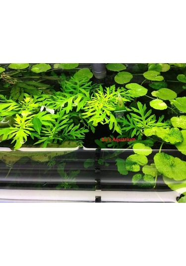 Hygrophila Difformis Çınar 4 Kök 1 Saksı 8-10 Cm