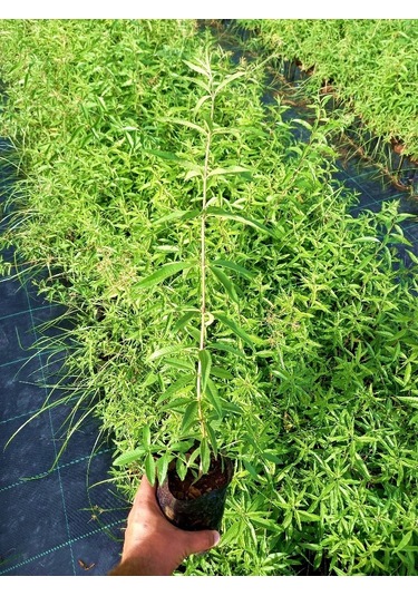 Limon Melisa Bitkisi 3 Adet - Melissa Officinalis