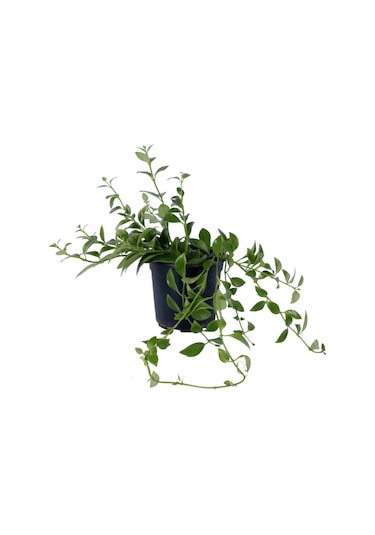Ruj Çiçeği - Aeschynanthus Sarmaşığı - Askılı Saksı'da