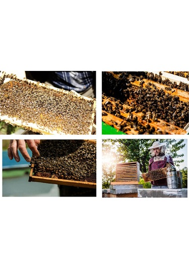 Xurunkeji Yeni Kraliçe Arı Kafesi Arıcı Plastik Arı İzolatör Klipsi Arıcı Yetiştirme Aletleri İç Ve Dış Mekan Kullanımı İçin