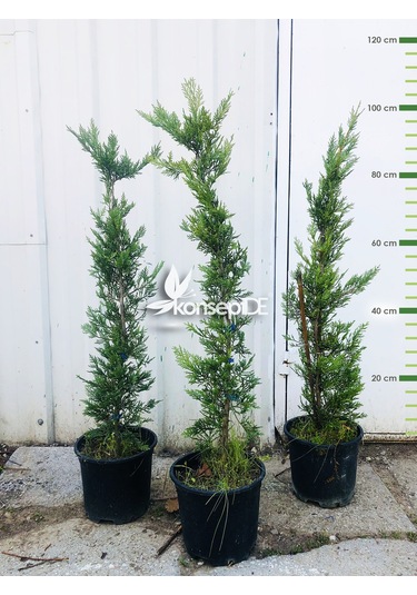 Cupressocyparis Leylandi N11.24996