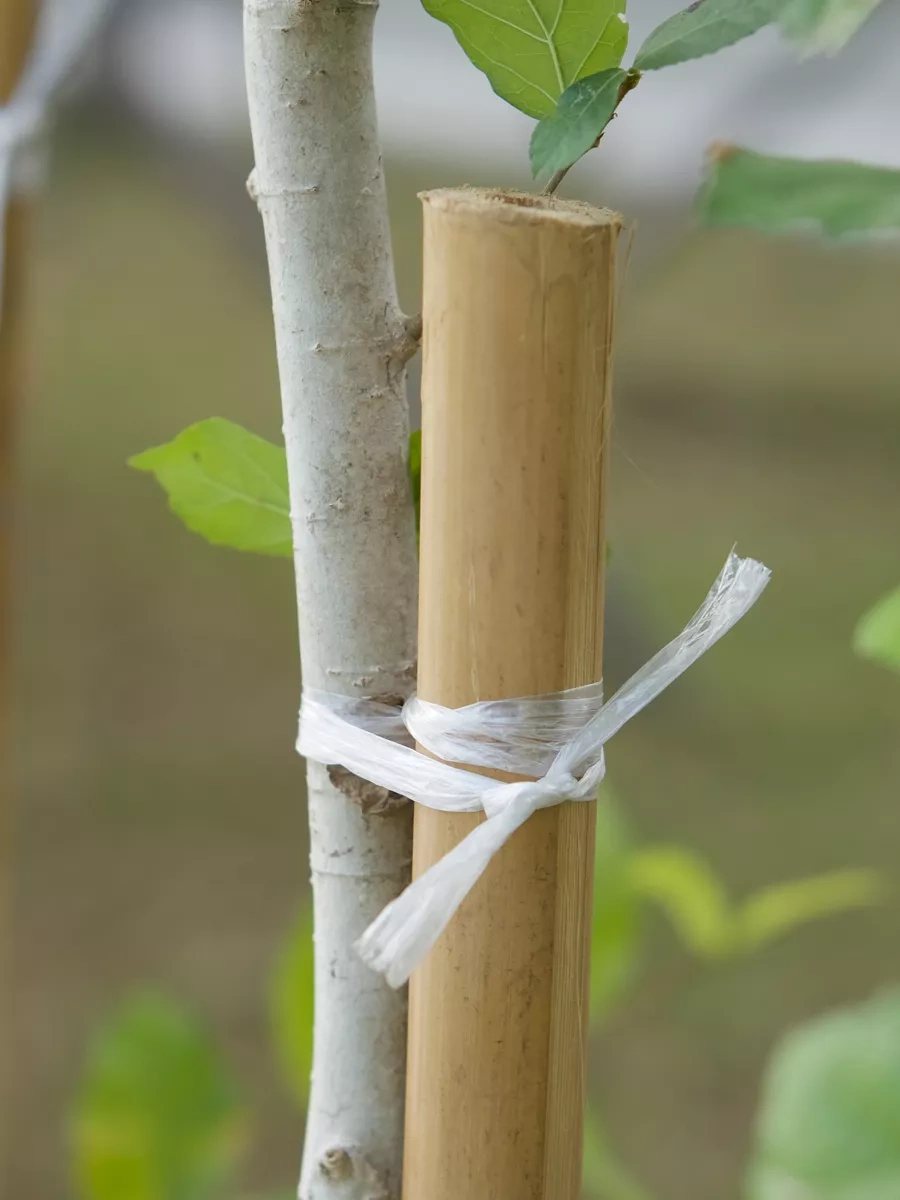 Avıora Beyaz Halat, Ev Tipi, 1600 Teks, 312,5 M 17309550