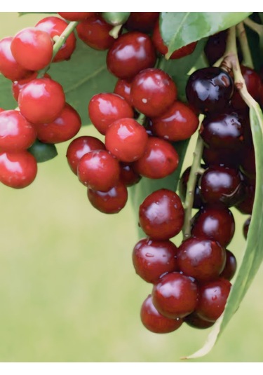 250 Gram Karayemiş-taflan-laz Kirazı Yaprağı Günlük Dalından Top