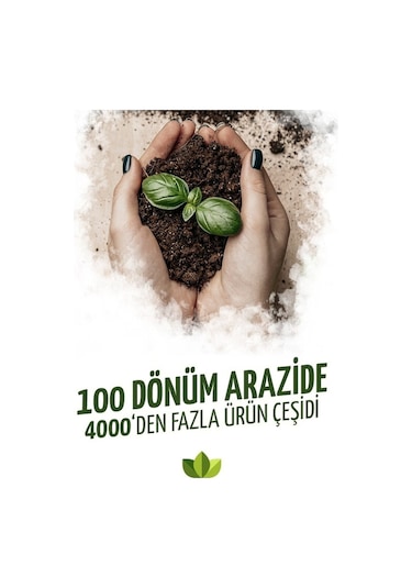 Yeşil Benjamin Ağacı Fidanı 20cm-40cm