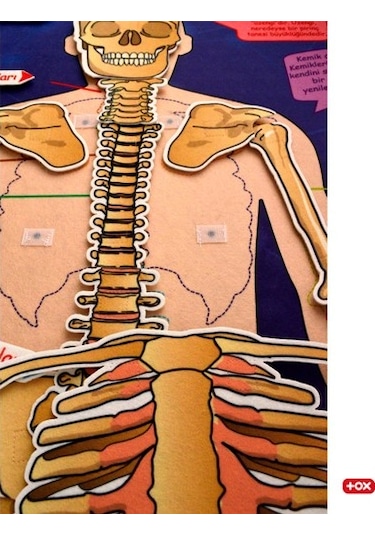 Tox İskelet Sistemi Keçe Duvar Panosu . Eğitici Oyuncak