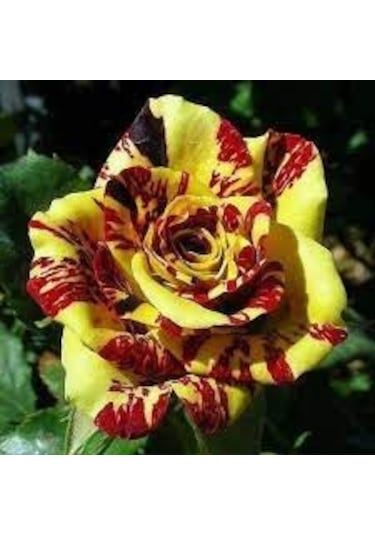 10 Adet Tohum Nadir Bulunan Sarı Kırmızı Gül Tohumu Saksı Toprak