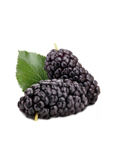 Karadut Tohumu Dev Karadut Tohumu 5 Adet Tohum