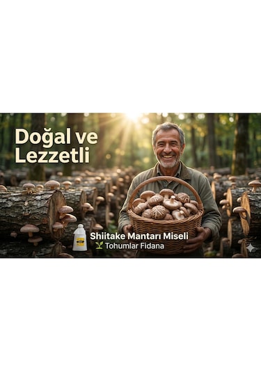 100 Gram Shiitake Mantar Tohumu Miseli