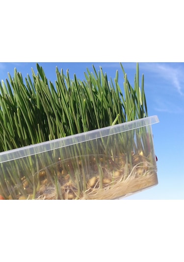 Tohum Çimlendirme Kutusu 18 Gözlü Mini   Sera