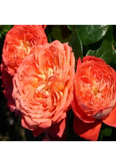 Tüplü Yediveren Quen Of Hearths Kokulu Gül Fidanı