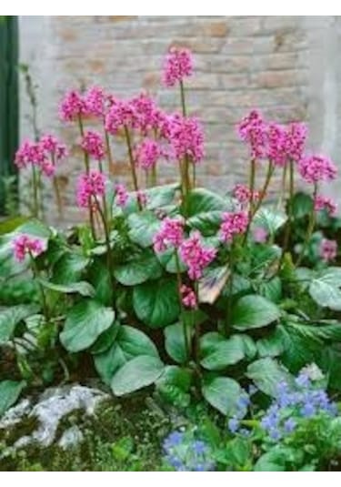 10 Adet Nadir Pembe Kış Ortanca Çiçeği Tohumu Hediye Tohumlu