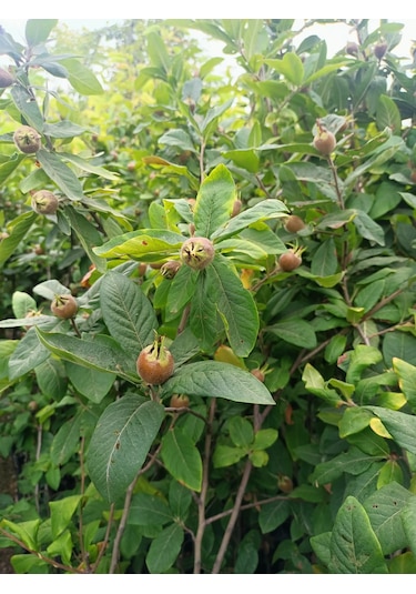 Yeşil Deniz Fidancılık Tüplü Muşmula Döngel Fidanı 100-150 Cm