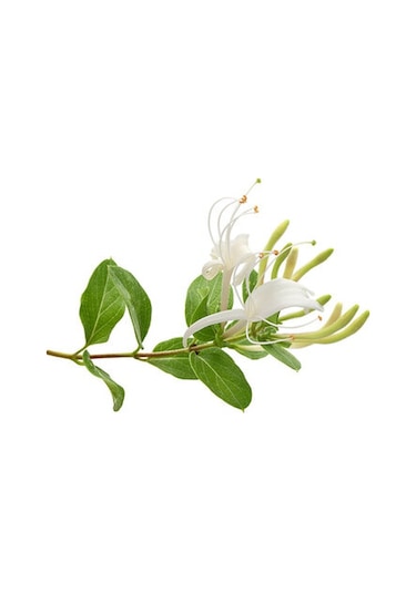 Hanımeli Lonicera Periclymenum Fidanı 15-25 Cm