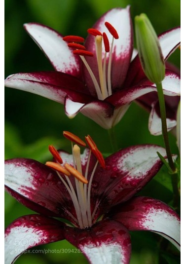 Bordo Beyaz Çift Renk Zambak Soganı 2 Adet