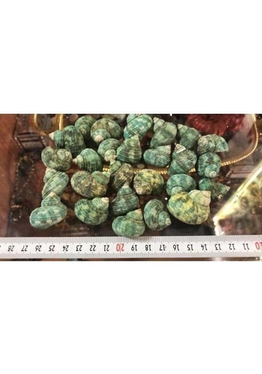 %100 NATUREL DOĞAL GERÇEK DENİZ KABUĞU 500 Gram -MMM4762