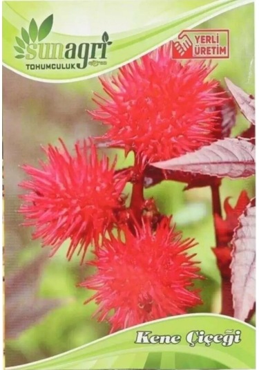 Bykurt Sunagri Kene Çiçeği Tohumu - Balkon & Bahçe İçin Tropikal Ve Gösterişli 5 Adet Tohum