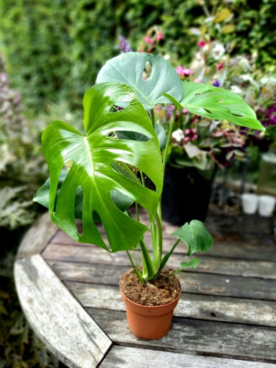 Deve Tabanı Monstera - Hediyelik Ev Ofis Bitkisi
