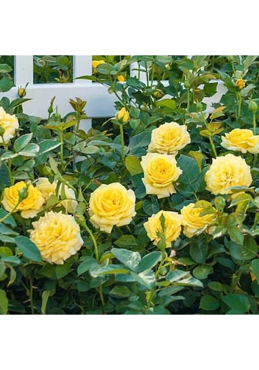 Tüplü Soğuklara Dayanıklı Çok Goncalı Casablanca Sarı Yediveren Gül Fidanı