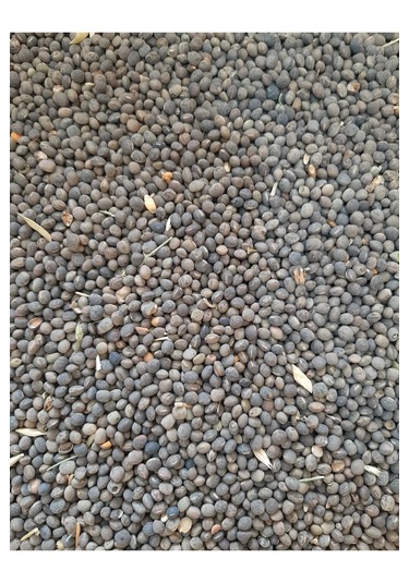 Mh Fiğ Güvercin Yemi 3 KG