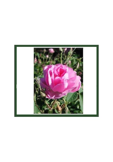 Gülpembe Kokulu Gül Fidanı Saksılı 10-30 Cm