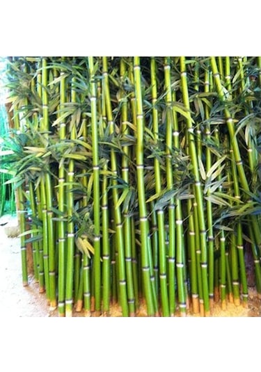 İthal Yeşil Bambu Tohumu Ekim Seti 3 Tohum +Saksı+Toprak+