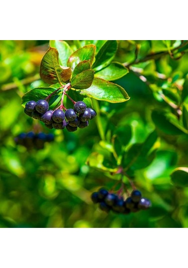 "2 Yaşında Viking Aronya Fidanı - Sağlıklı Ve Verimli Aronia M...