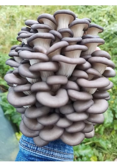 750 Adet Kavak Mantarı Tohumu, Ekim Poşeti Ve Kılavuz