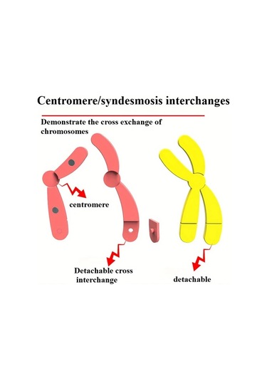 Willowhaven Mayoz Kromozom Modeli Manyetik Yavaşlatma Eğitim Seti Kırmızı Mavi