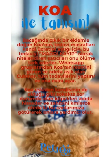 Petjoo 14.Koa Mavi-Kırmızı Qr'lı Köpek Künyesi